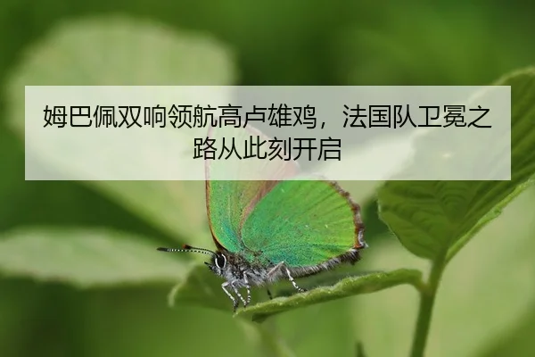 mu-ba-pei-shuang-xiang-ling-hang-gao-lu-xiong-ji-fa-guo-dui-wei-mian-zhi-lu-cong-ci-ke-kai-qi-2-626.jpg